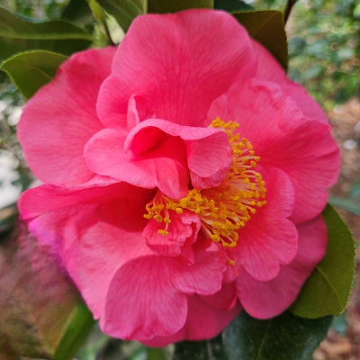 Grover C. Chester